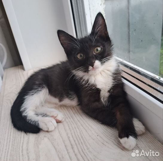 Котик Кузя 2 месяца