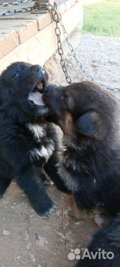 Щенки немецкой овчарки