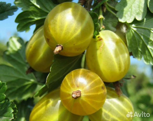 Саженцы крыжовника Белые ночи