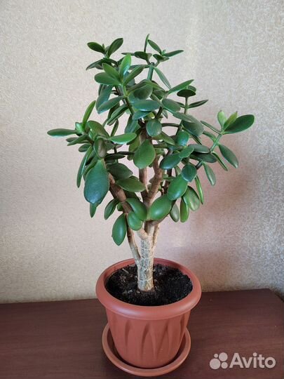 Денежное дерево красула толстянка