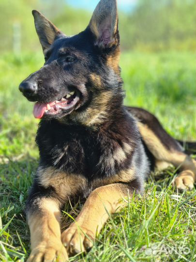 Подрощенные девочки но