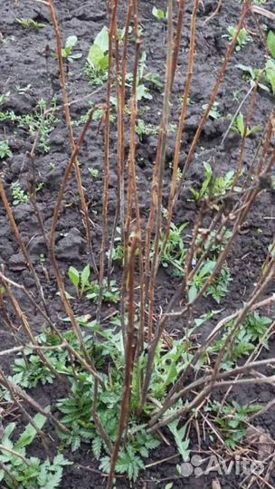 Малина тибетская