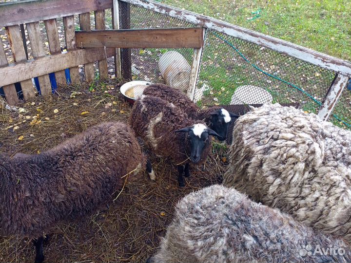 Овцы бараны ягнята