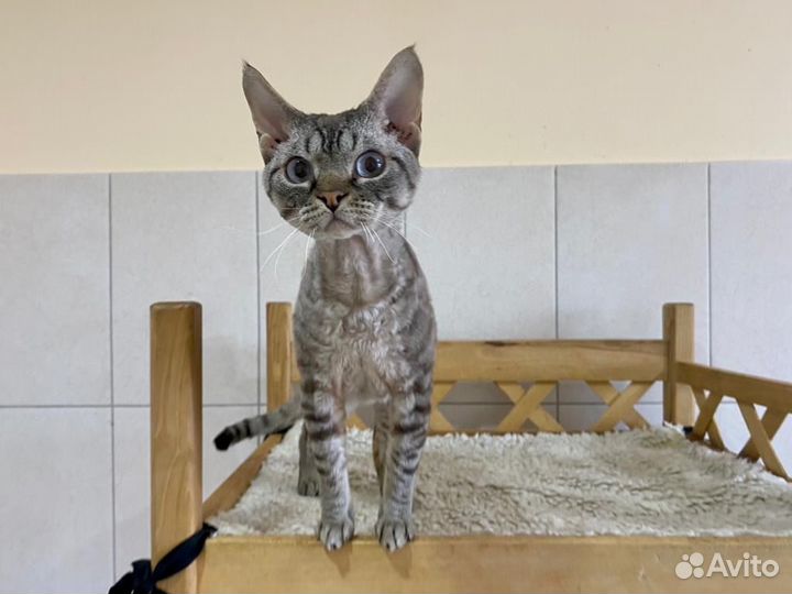 Девон-рекс котик Гальяно