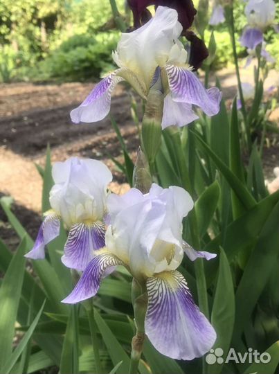 Ирисы сортовые. Ачиток