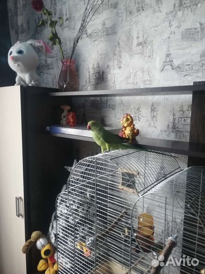 Ожереловый попугай