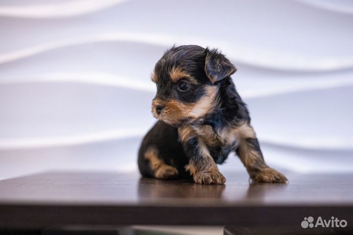 Йоркширский терьер мини беби фейс щенки