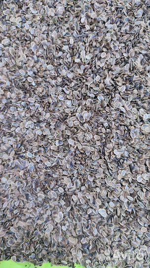 Семена укропа