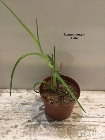 Комнатные растения