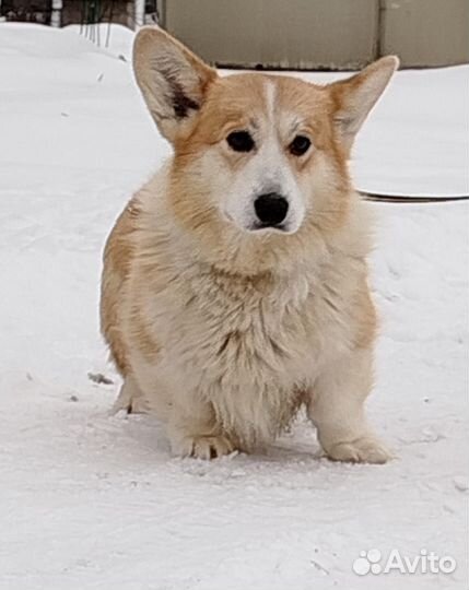 Вельш-корги пемброк