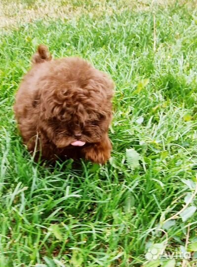 Тикап, микро мальтипу