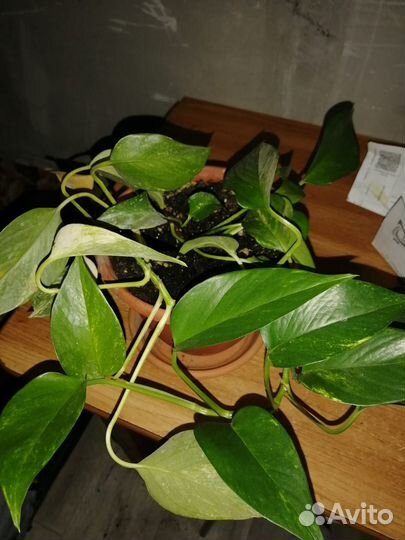 Сциндапсус