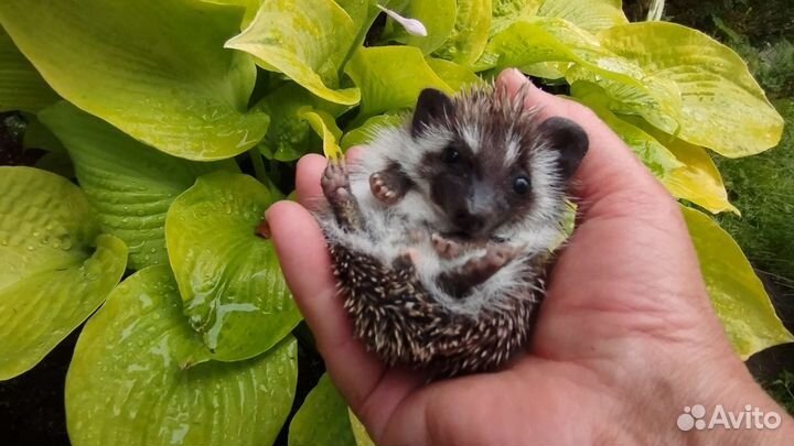 Африканский карликовый ёжик