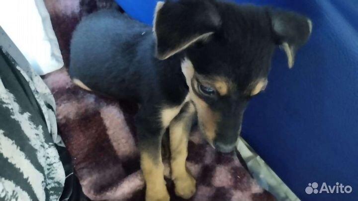 Той терьер щенок