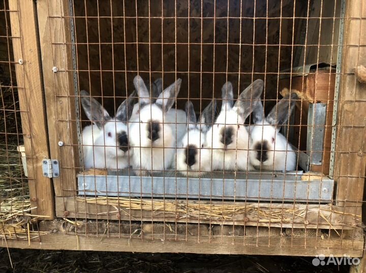 Самцы и самки калифы