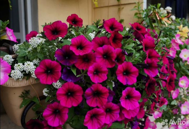 Рассада петунии от фирмы партнёр