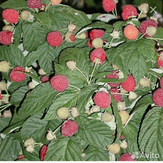 Малина ягоды,саженцы ремонтантной малины