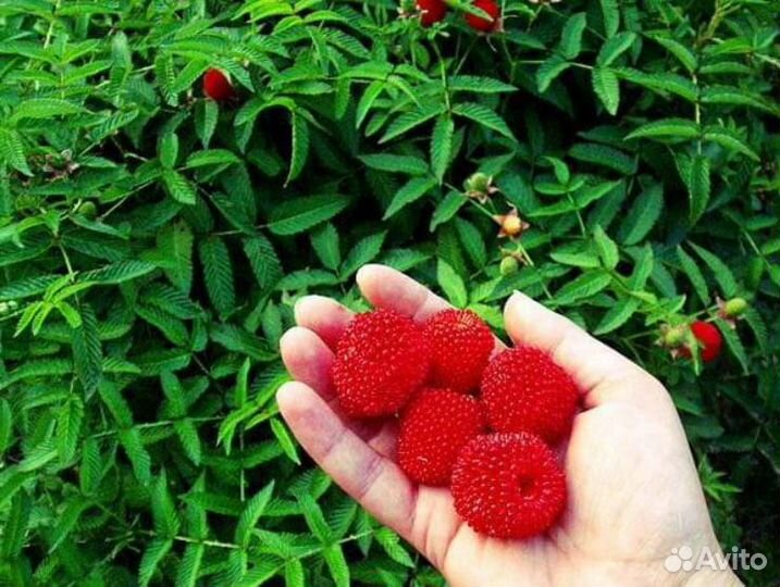 Тибетская малина,Сумах, Ремонт.земляника,Клубника