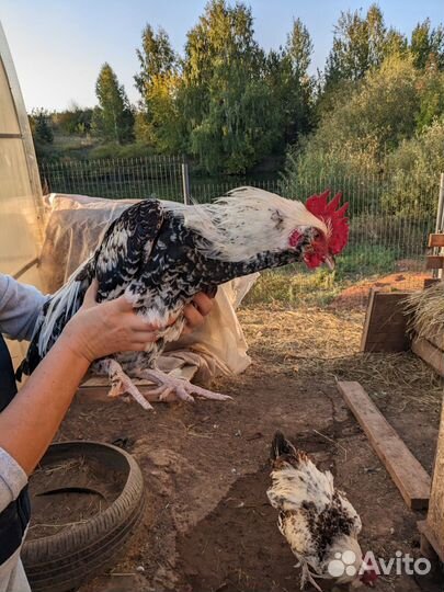 Петух, породы Февароль