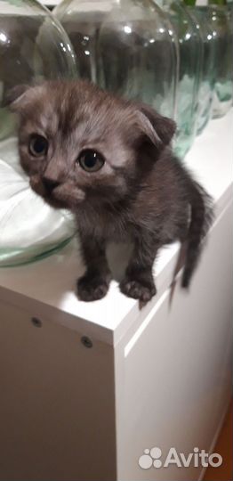 Вислоухие котята
