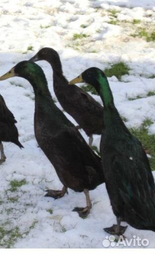 Утки индийский бегунок