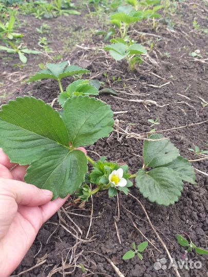 Рассада ремонтантной клубники Альбион