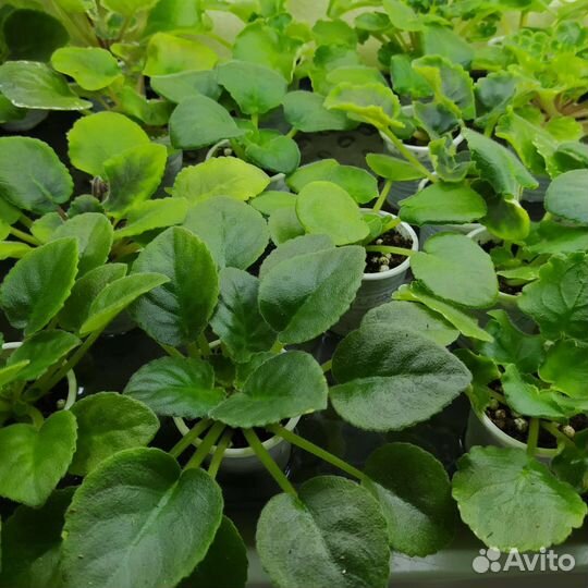 Детки сортовых фиалок