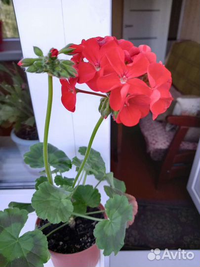 Фиалки и другие комнатные цветы