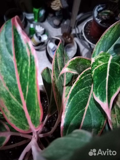 Аглаонема Липстик Пинк
