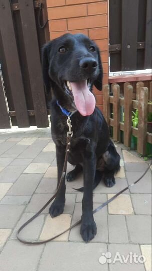 Рокки ищет семью