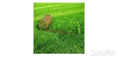 Рулонный газон