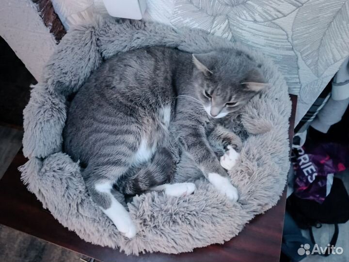 Отдам кошку в добрые руки