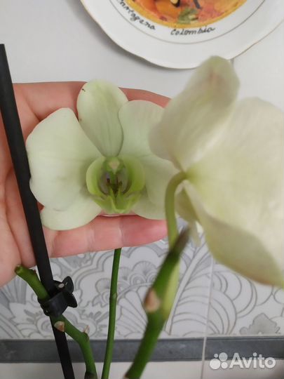 Орхидея фаленопсис отцветает (лимонная)