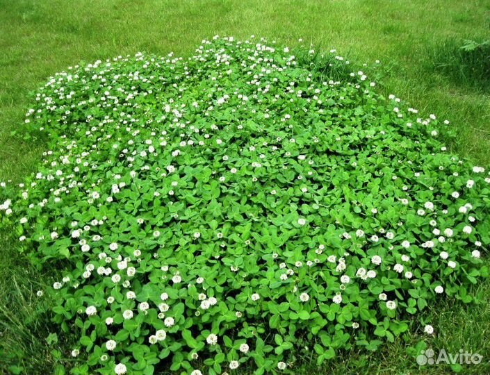 Клевер ползучий Тверь