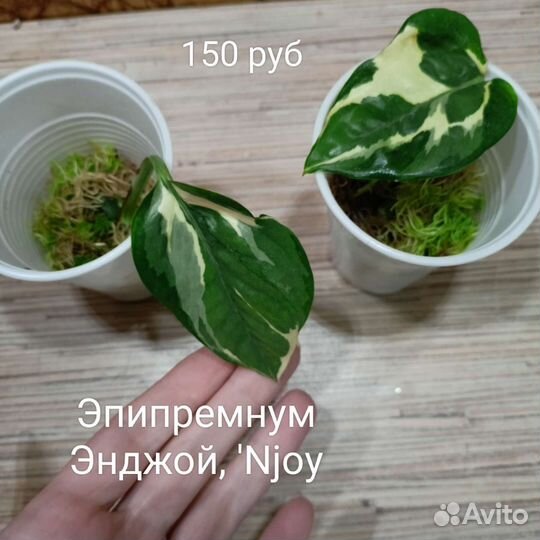 Филодендроны, эпипремнумы, вариегатные растения