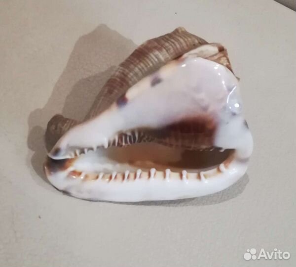 Ракушки для аквариума