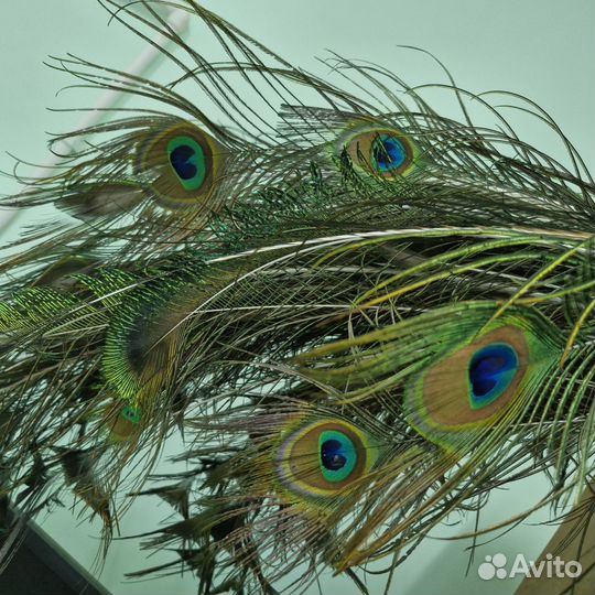 Перья павлина