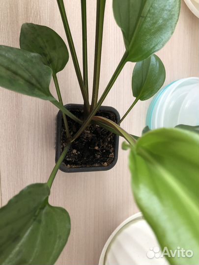 Комнатное растение Дримиопсис