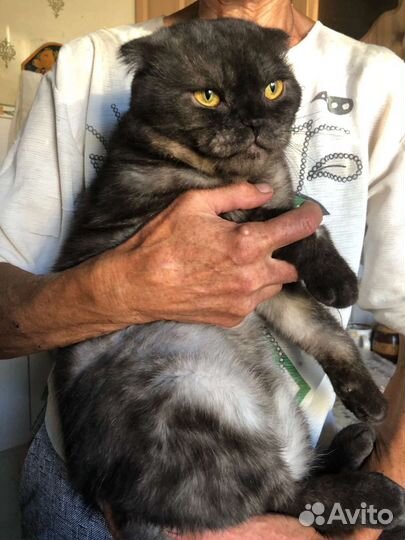 Котик в добрые руки