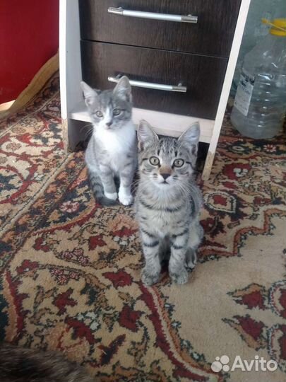 Котята в дар бесплатно