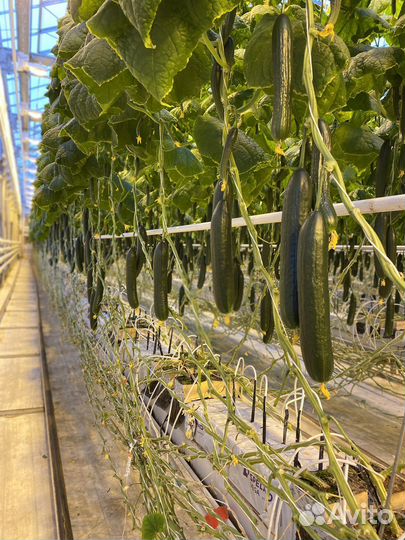 Огурец мева