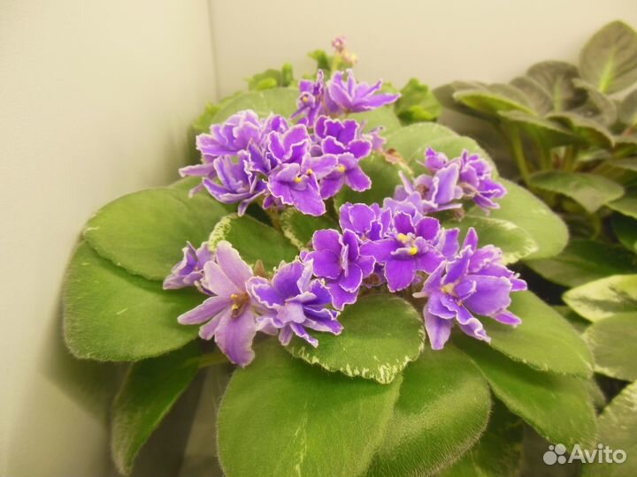 Цветущие фиалки