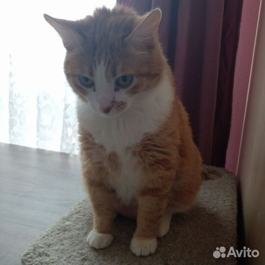 Котик ищет дом