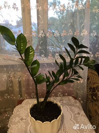 Замиокулькас