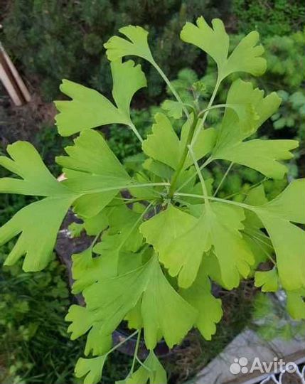 Гинго Билобо