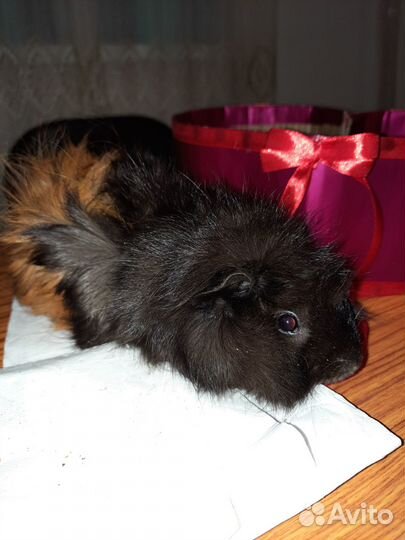 Морская свинка