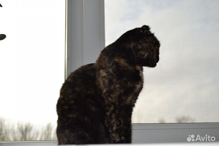 Кошки вислоухие