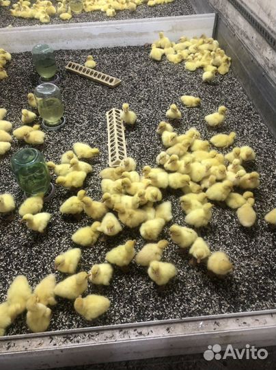 Гусята линда