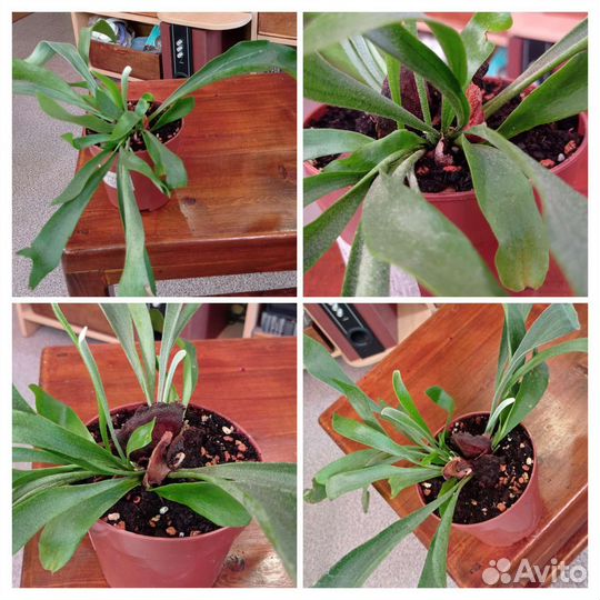 Платицериумы