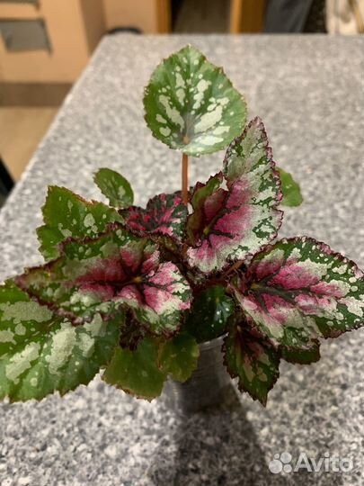 Бегония декоративно лиственная